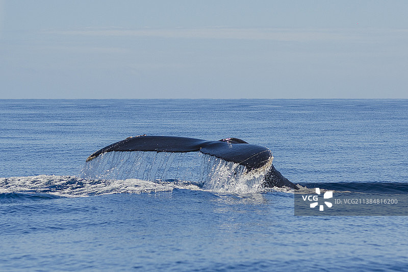 白天鲸鱼跃出水面的尾巴特写图片素材