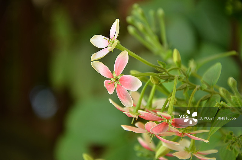 粉红色开花植物的特写图片素材
