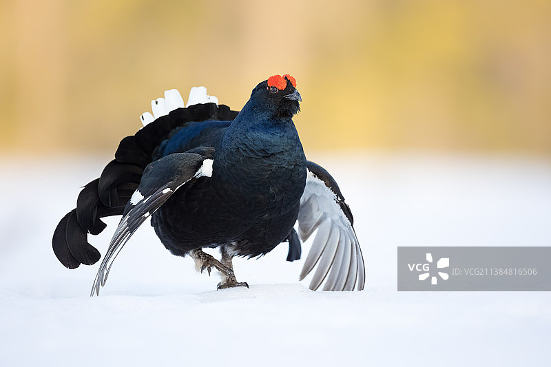 雪地上的松鸡，近距离拍摄栖息在雪地上的黑松鸡，芬兰康加萨拉图片素材
