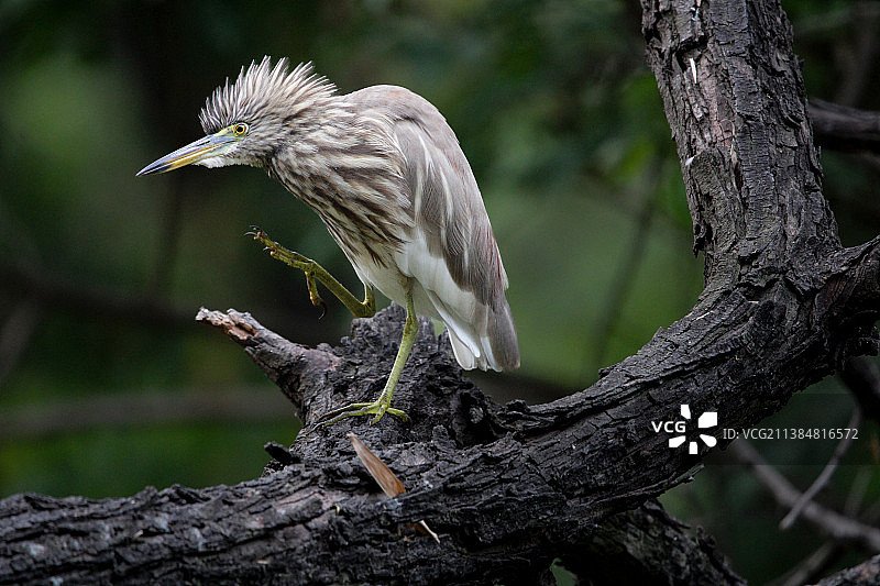 印度池鹭特写图片素材