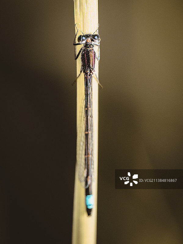 树枝上的昆虫特写图片素材