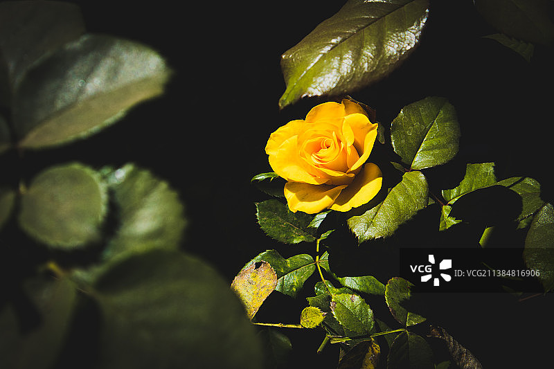 美女与野兽，黄色玫瑰特写，墨西哥纳亚里特州圣布拉斯图片素材