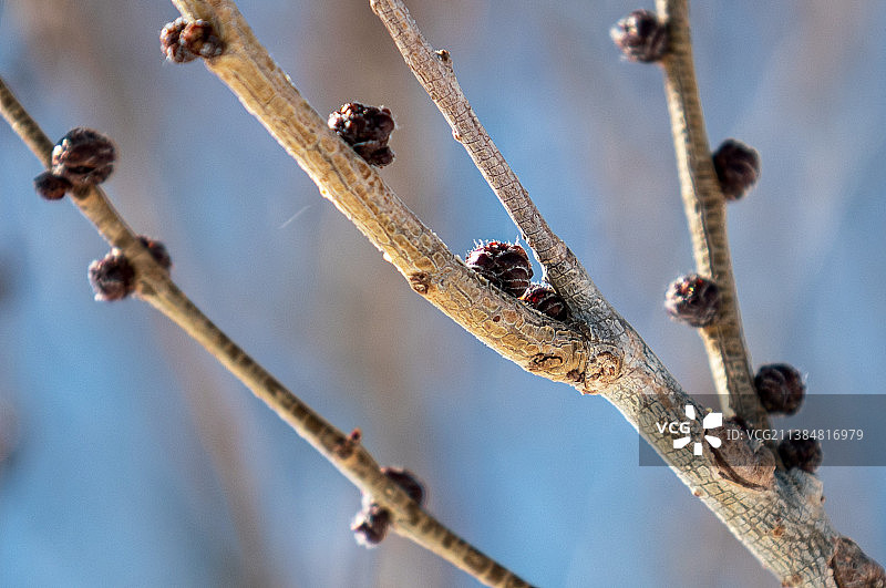 低角度拍摄天空下的植物，福勒步道起点，美国图片素材