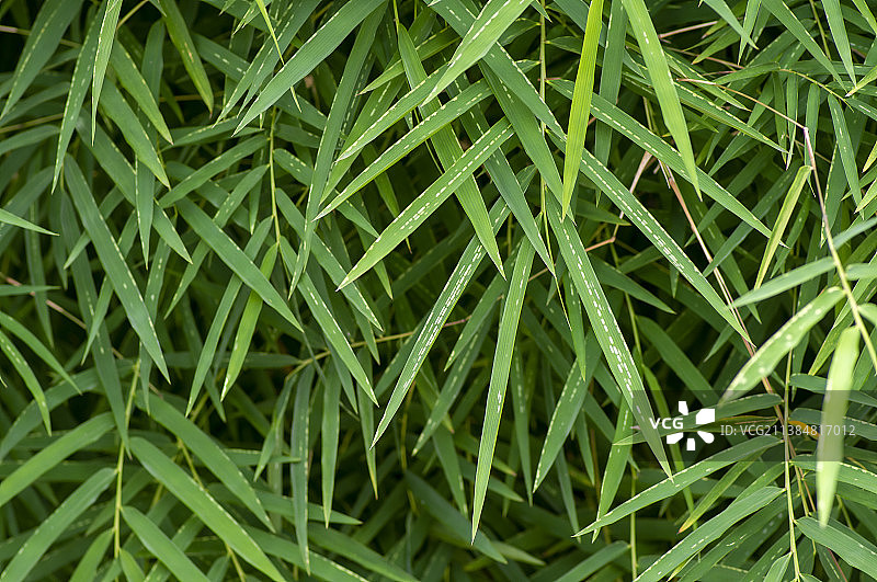 竹叶自然背景和电脑壁纸图片素材