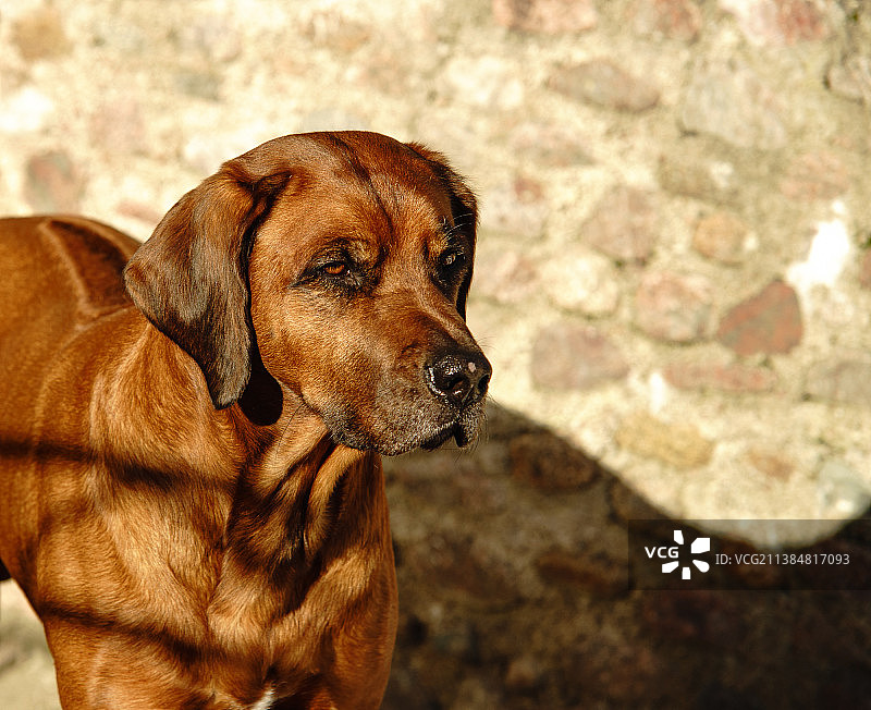狗望向远方的特写，瑞典图片素材