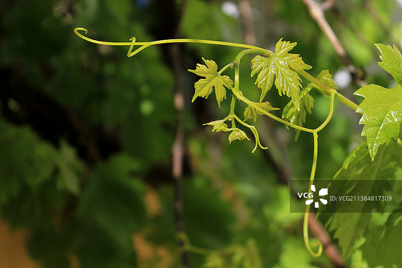 西班牙阿利坎特奥里韦拉的植物绿叶特写图片素材