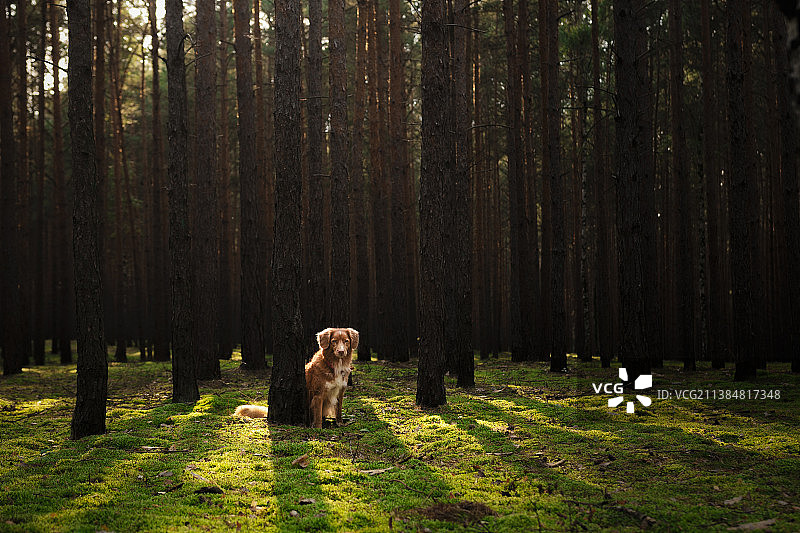 波兰森林中金色红狗的肖像图片素材