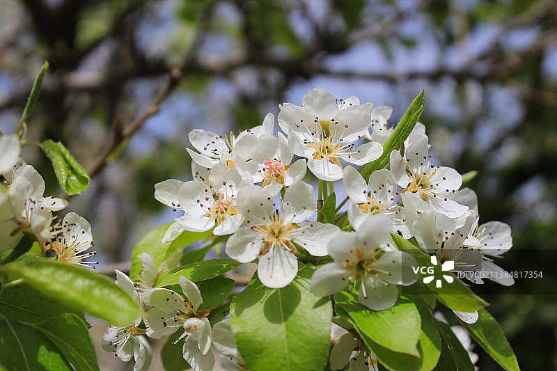 绽放的美味II：西班牙阿利坎特奥里韦拉的白色樱花特写图片素材