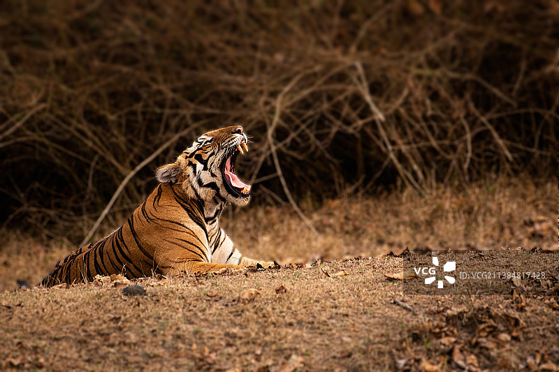 老虎在田野上休息时打呵欠的侧面图片素材