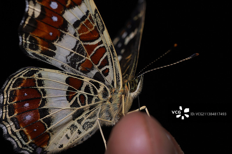 蝴蝶特写，蝴蝶栖息在手上的特写图片素材