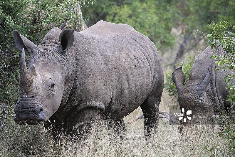 站在田野上的白犀牛侧面图，南非萨比沙禁猎区图片素材