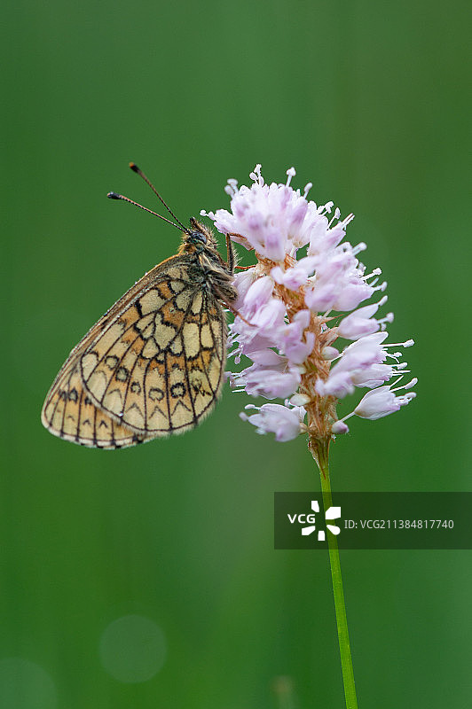 珠母贝蝴蝶采蜜特写，德国图片素材