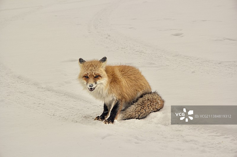 雪地红狐狸野生动物特写图片素材