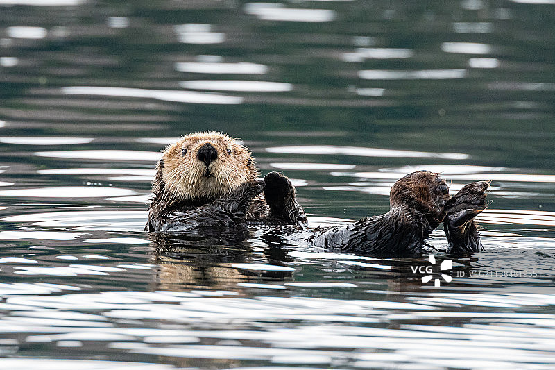 在湖中游泳的海獭，加拿大冬季港图片素材
