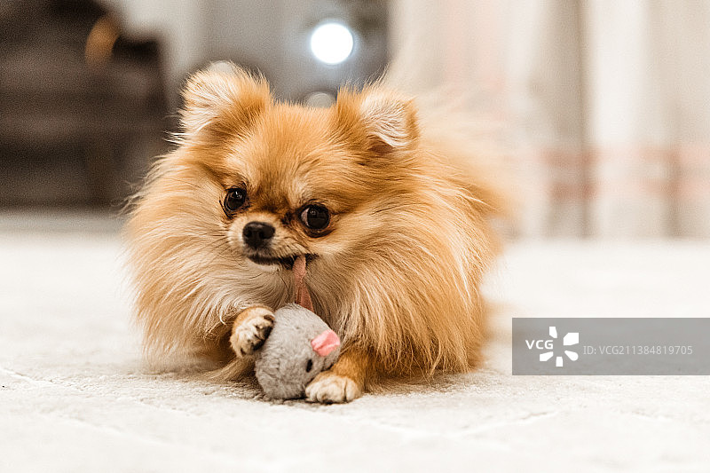 家中地板上博美犬的肖像，俄罗斯图片素材