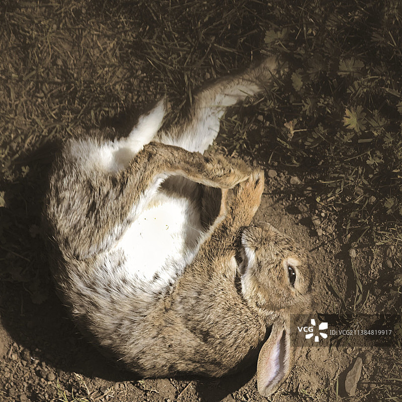依偎的兔子：德国布伦瑞克郊外田野中的兔子图片素材