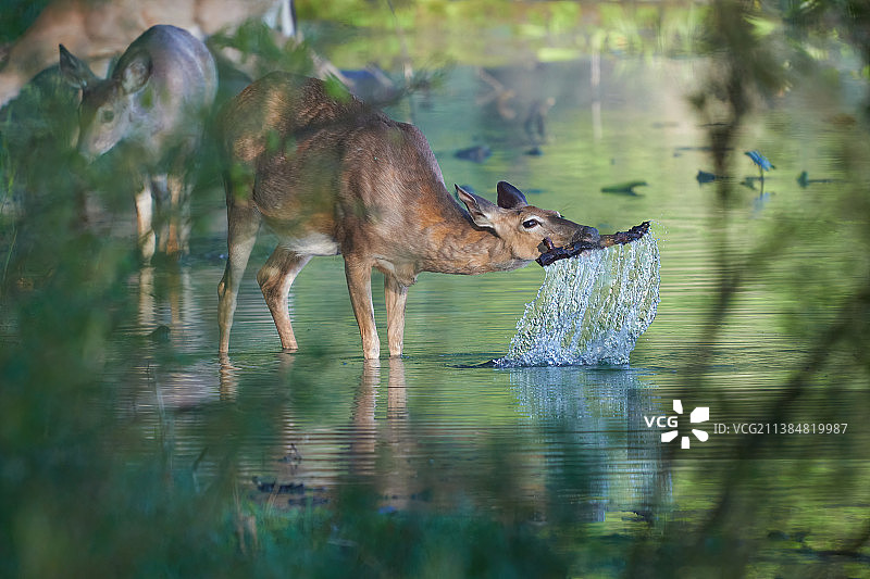 美国肯辛顿都市公园湖中的驼鹿侧面图图片素材