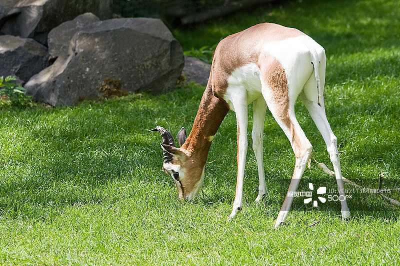 阳光下吃草的摩尔瞪羚图片素材