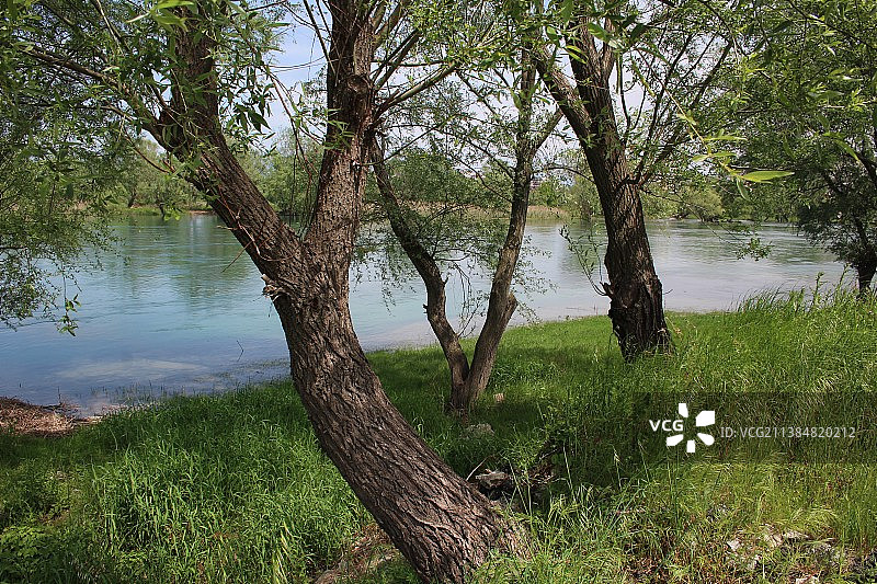 森林湖边的树木图片素材