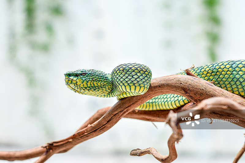 环纹绿树蛇特写，印度尼西亚图片素材