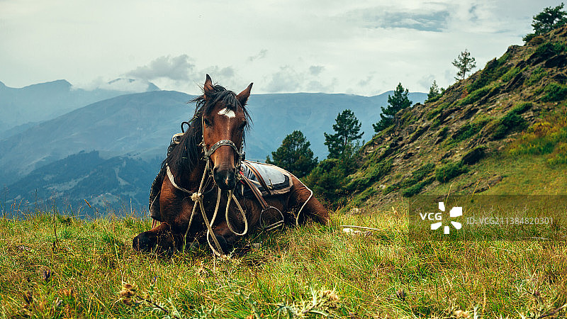 田野里的夏尔马肖像，佐治亚州图片素材