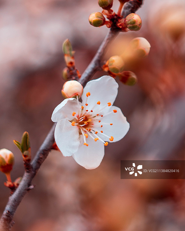 希望的色彩，希腊樱花特写图片素材