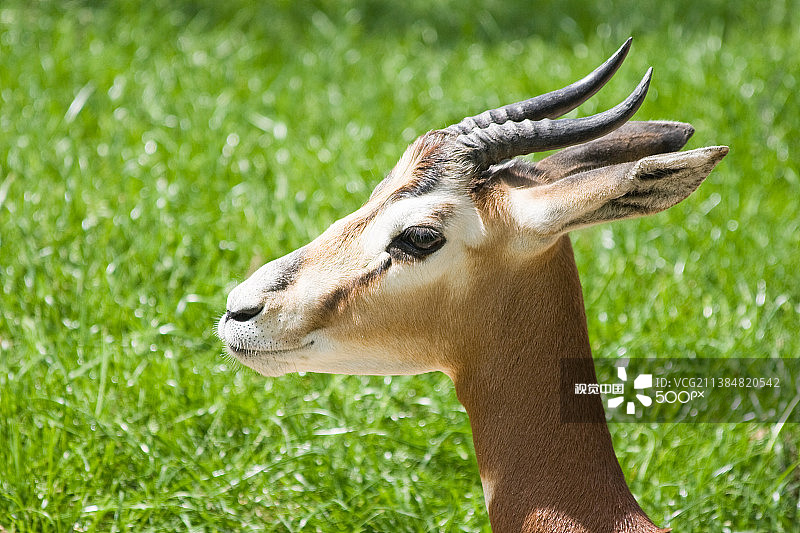 阳光明媚的一天，摩尔瞪羚好奇地休息图片素材