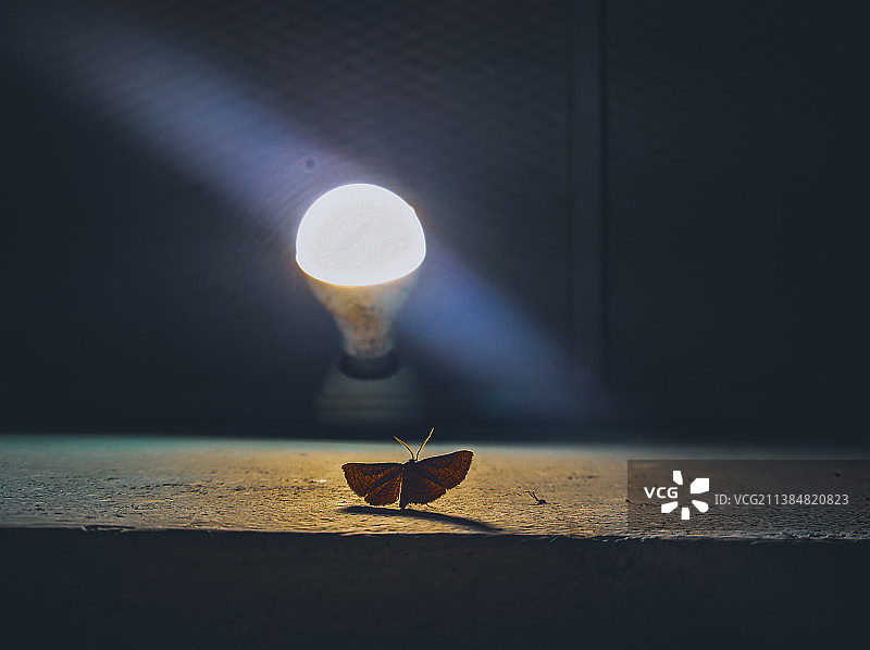 灯泡前飞蛾的抽象视图图片素材