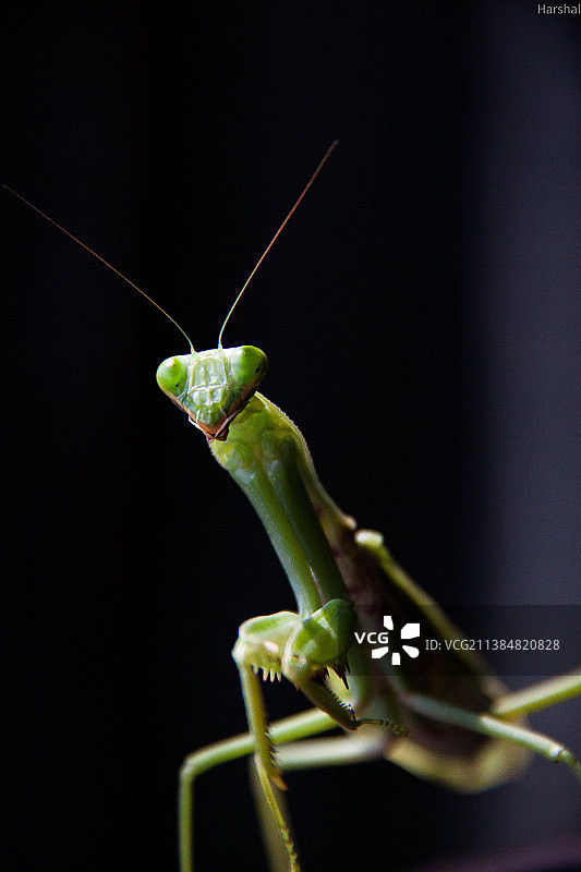 蚱蜢在植物上的特写图片素材