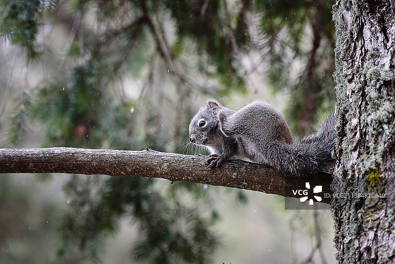 道格拉斯松鼠特写，地点：美国科罗拉多州陷阱湖图片素材