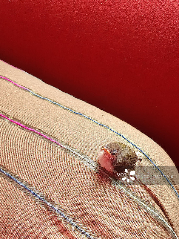 小鸟坐在床上靠着红墙，卡拉奇，巴基斯坦图片素材