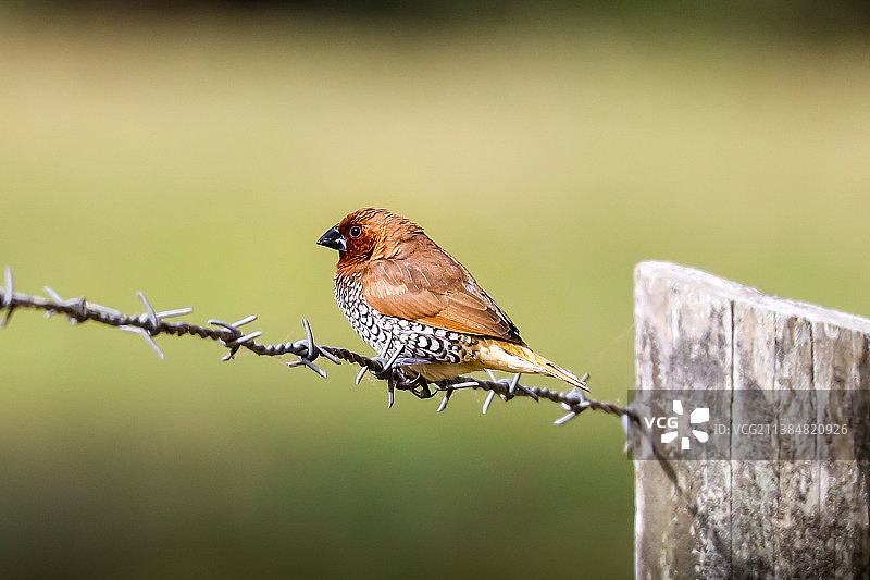 斑文鸟栖息在带刺铁丝网上特写图片素材