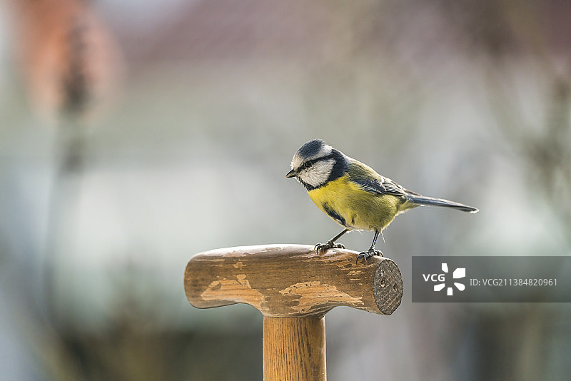 栖息在木头上的歌山雀特写，德国哈瑙图片素材