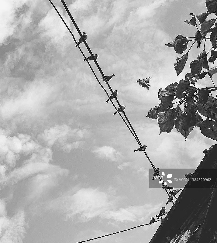 中国，电缆上的麻雀剪影（低角度）图片素材