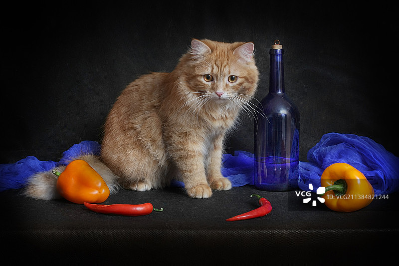 色彩和形状：黑色背景上的猫与食物肖像图片素材