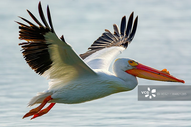 美洲白鹈鹕，鹈鹕飞过海面的特写图片素材