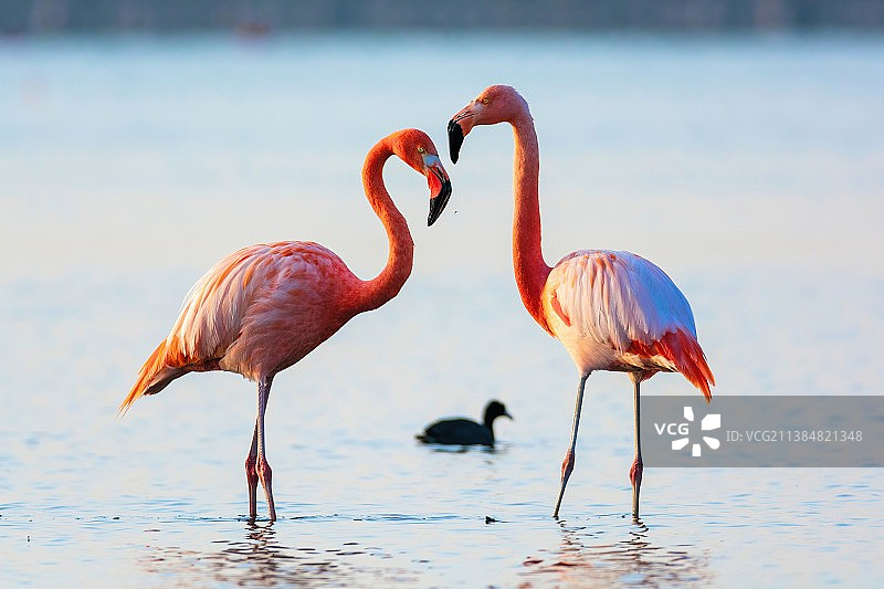 火烈鸟情侣，湖中的两只火烈鸟图片素材