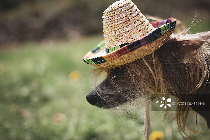 戴帽子的吉娃娃特写图片素材