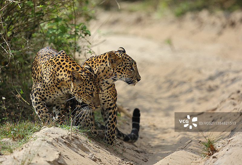 斯里兰卡维尔帕图国家公园：田野中的站立猎豹图片素材