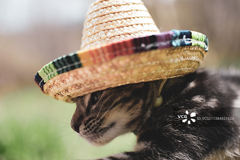 戴帽子的猫的特写图片素材
