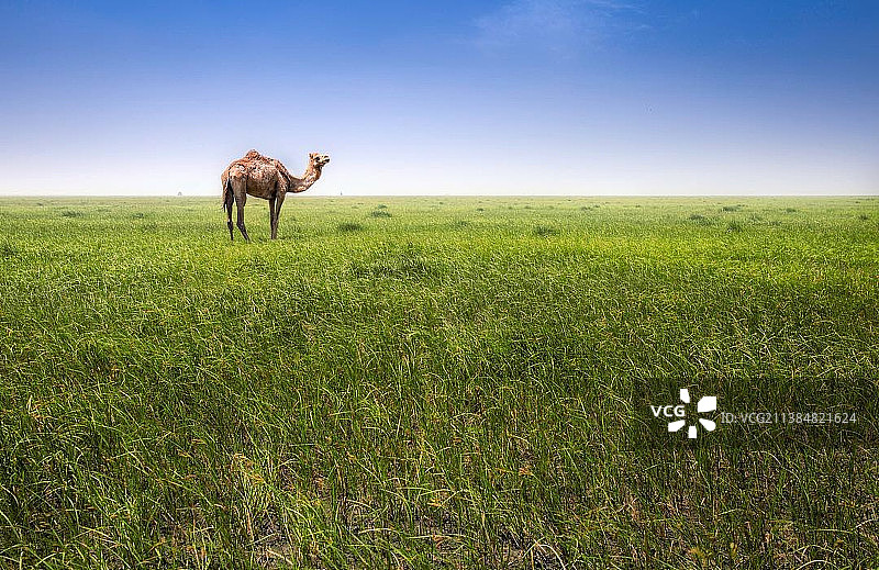 阿曼伊卜里，骆驼站在草地上，背景是晴朗的蓝天图片素材
