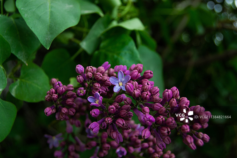 紫色植物特写图片素材