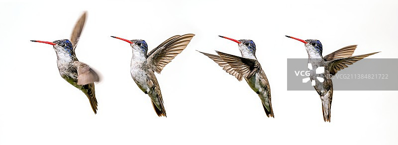 低角度看鸟儿飞过晴朗的天空图片素材