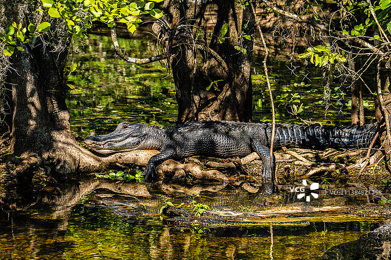佛罗里达州大沼泽地的动物群，森林中的树木，大沼泽地，美国图片素材