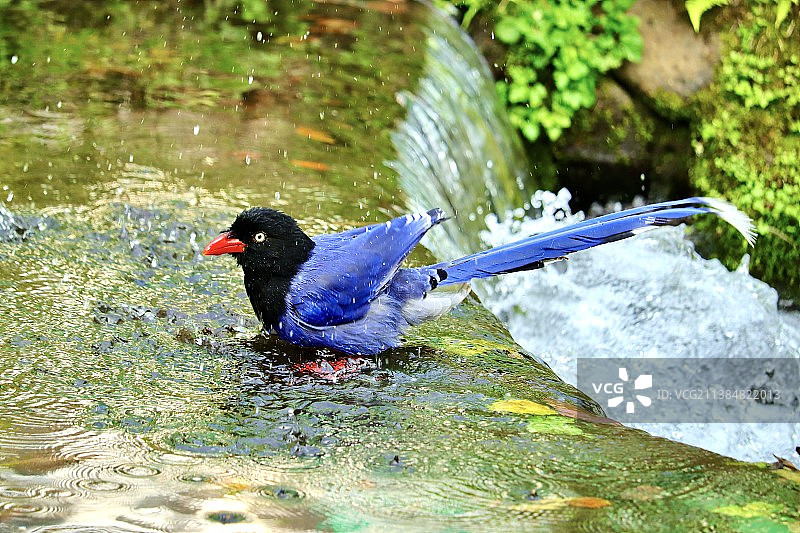 栖息在水边的鸣禽特写图片素材