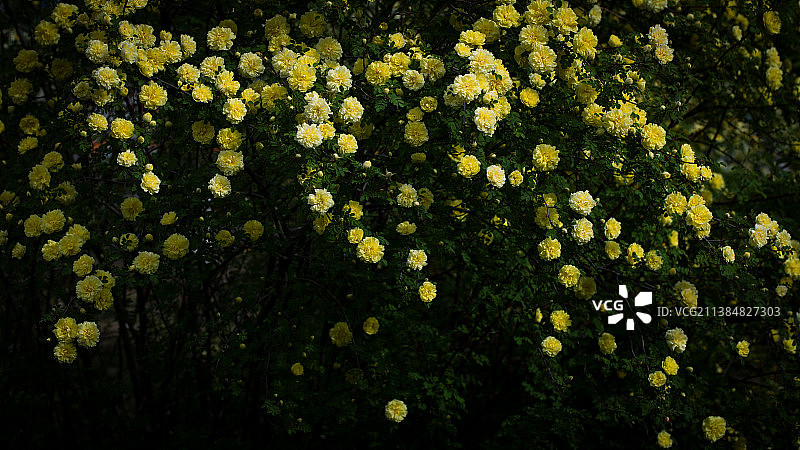 黄刺玫图片素材