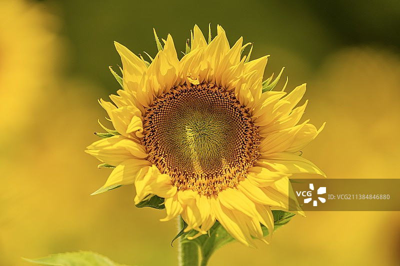 夏季开放的向日葵图片素材