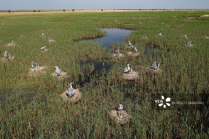 克钦湿地鸟类家园图片素材