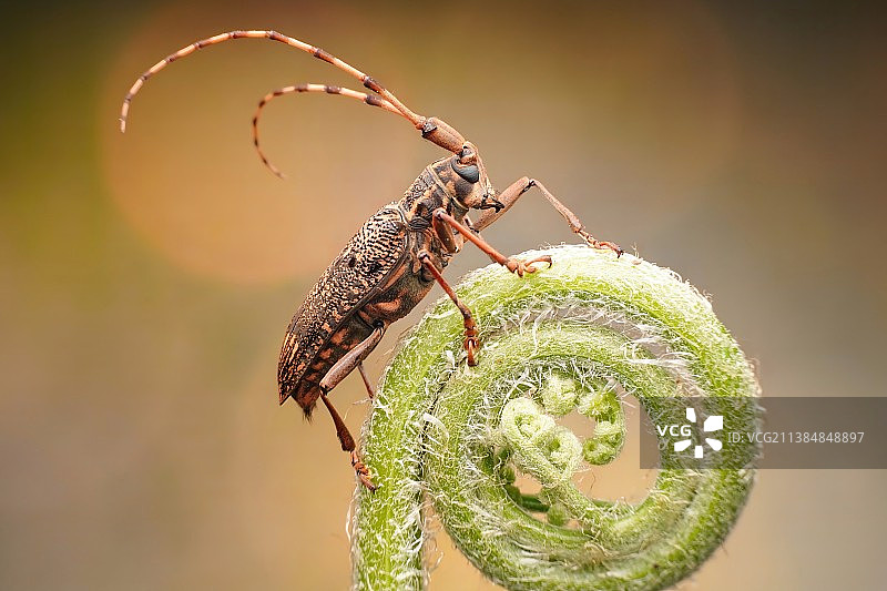 天牛图片素材