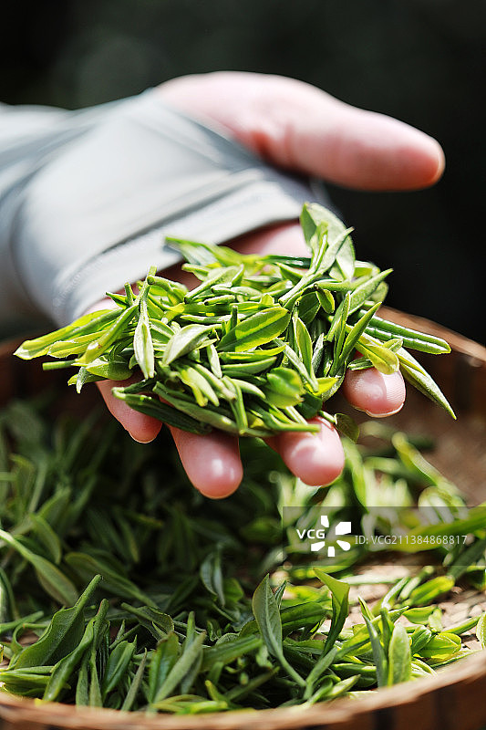 新采的茶叶图片素材